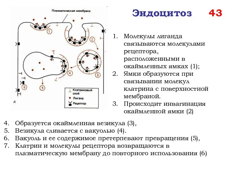 Эндоцитоз 43 Образуется окаймленная везикула (3), Везикула сливается с вакуолью (4).