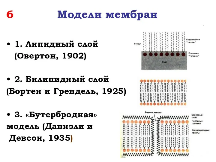 6 Модели мембран 1. Липидный слой (Овертон, 1902) 2. Билипидный слой