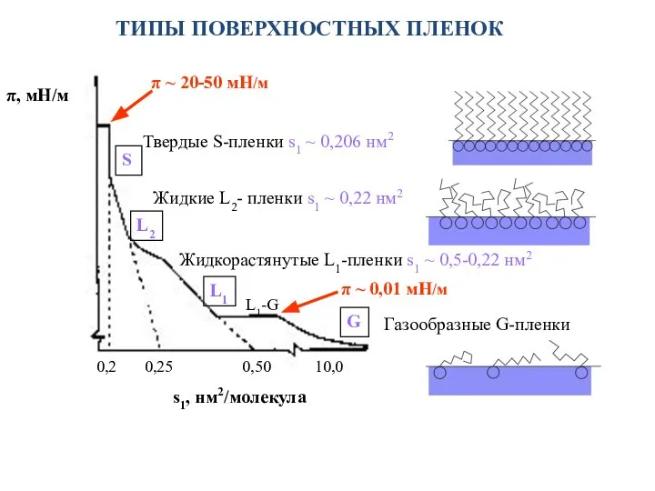 ТИПЫ ПОВЕРХНОСТНЫХ ПЛЕНОК π, мН/м 0,2 0,25 0,50 10,0 s1, нм2/молекула