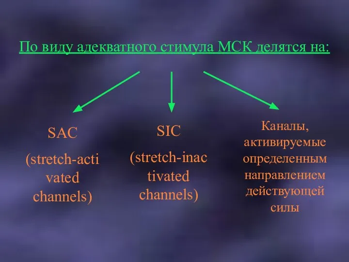 По виду адекватного стимула МСК делятся на: