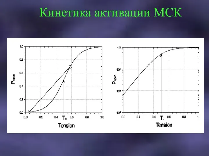 Кинетика активации МСК