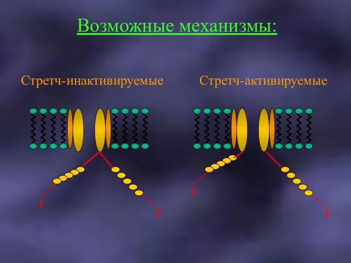 Стретч-инактивируемые Стретч-активируемые Возможные механизмы: