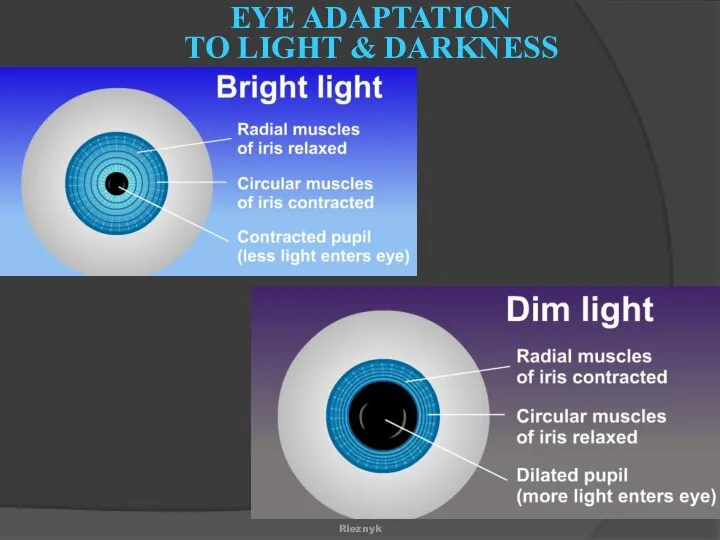 EYE ADAPTATION TO LIGHT & DARKNESS Rieznyk