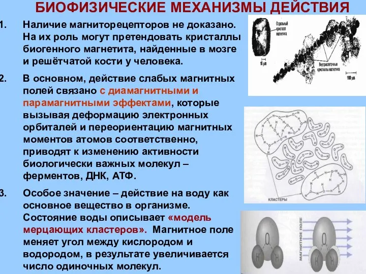 БИОФИЗИЧЕСКИЕ МЕХАНИЗМЫ ДЕЙСТВИЯ Наличие магниторецепторов не доказано. На их роль могут