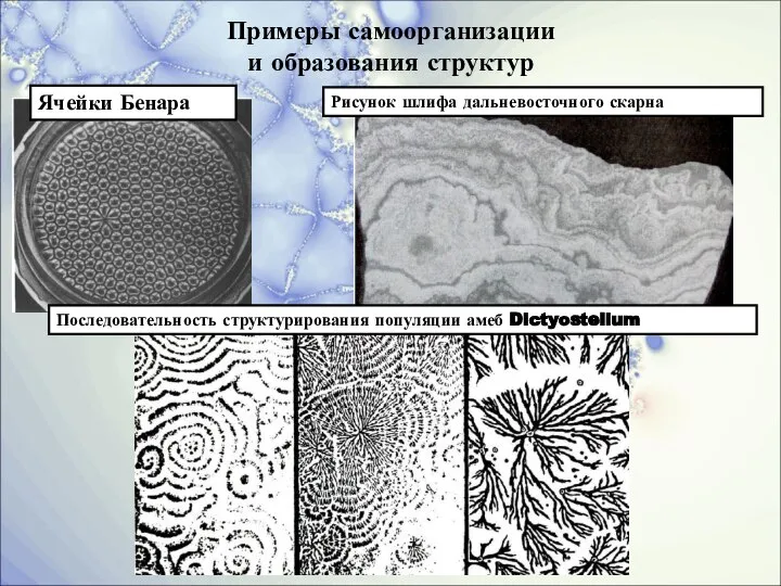 Примеры самоорганизации и образования структур Рисунок шлифа дальневосточного скарна Ячейки Бенара Последовательность структурирования популяции амеб Dictyostelium