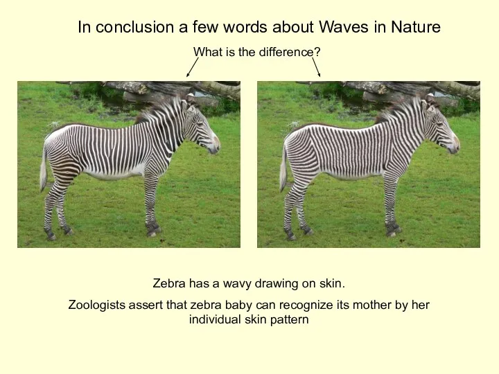 Zebra has a wavy drawing on skin. Zoologists assert that zebra