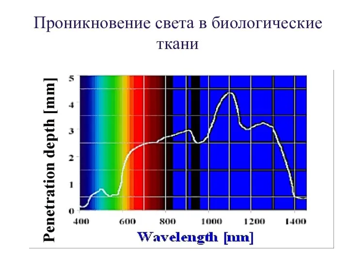 Проникновение света в биологические ткани