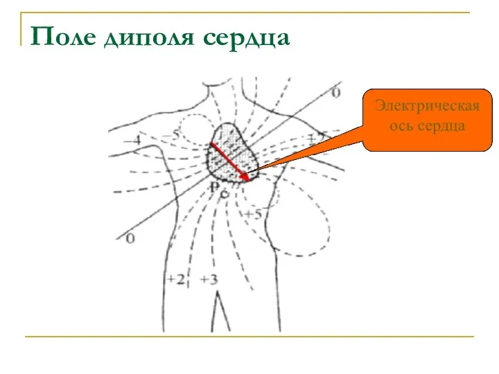 Поле диполя сердца