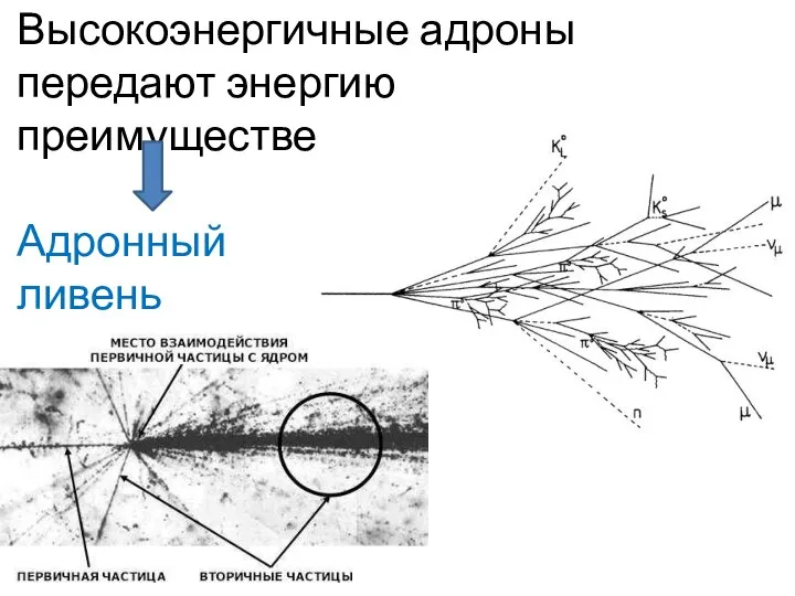 Высокоэнергичные адроны передают энергию преимущественно адронам ядер Адронный ливень