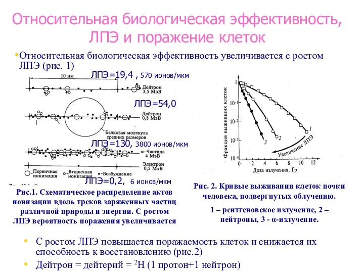 Относительная биологическая эффективность, ЛПЭ и поражение клеток С ростом ЛПЭ повышается