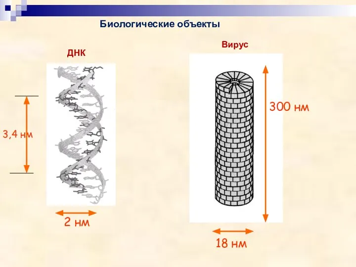 ДНК 2 нм Биологические объекты 3,4 нм 18 нм 300 нм Вирус