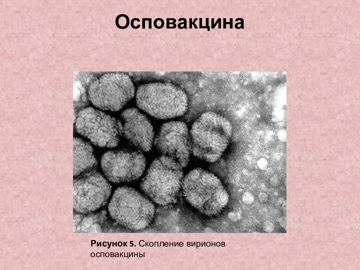 Осповакцина Рисунок 5. Скопление вирионов осповакцины