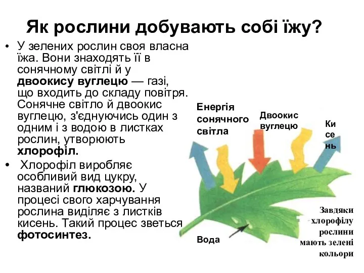 Як рослини добувають собі їжу? У зелених рослин своя власна їжа.