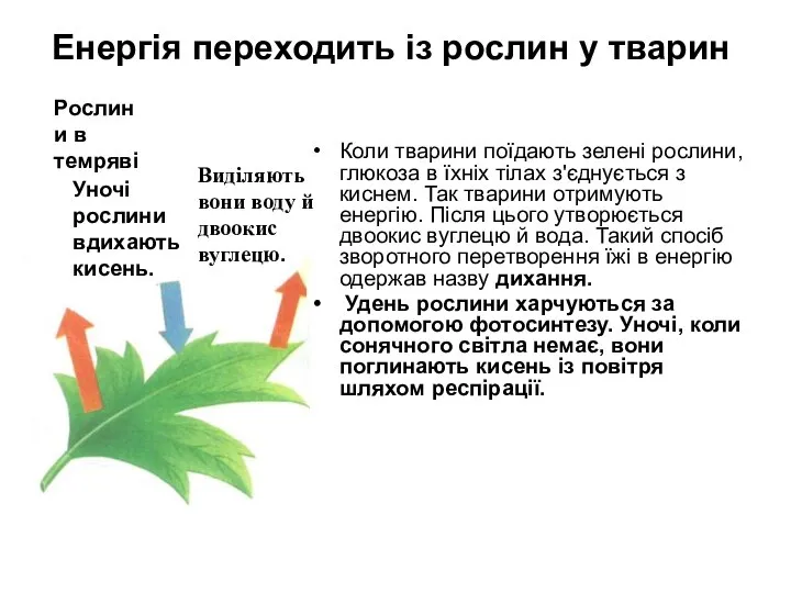 Енергія переходить із рослин у тварин Коли тварини поїдають зелені рослини,