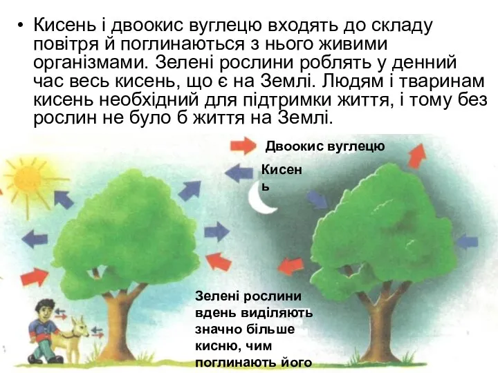 Кисень і двоокис вуглецю входять до складу повітря й поглинаються з