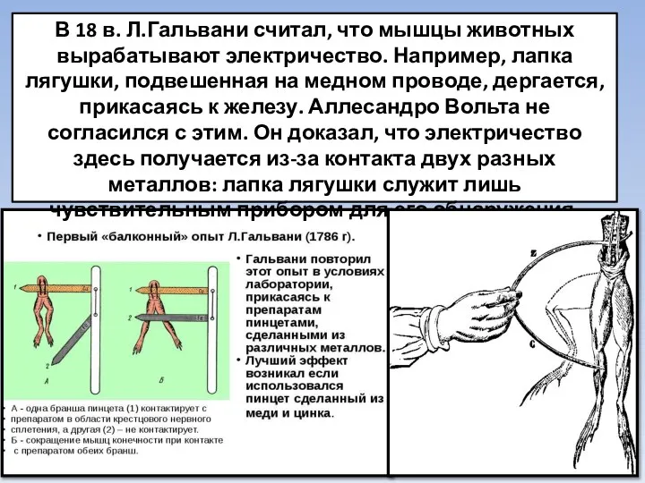 В 18 в. Л.Гальвани считал, что мышцы животных вырабатывают электричество. Например,