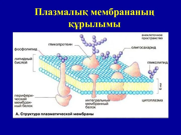 Плазмалық мембрананың құрылымы