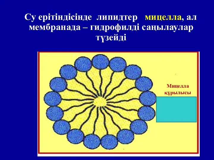 Су ерітіндісінде липидтер мицелла, ал мембранада – гидрофилді саңылаулар түзейді Мицелла құрылысы