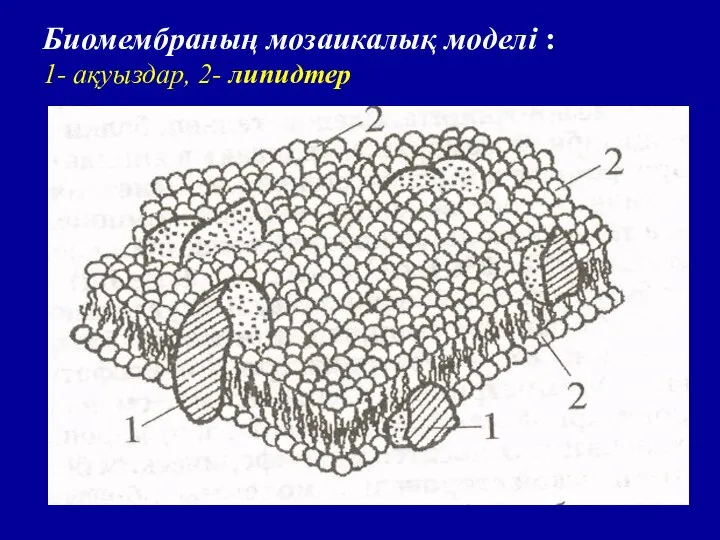 Биомембраның мозаикалық моделі : 1- ақуыздар, 2- липидтер