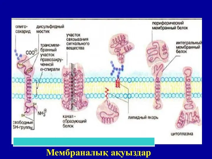 Мембраналық ақуыздар