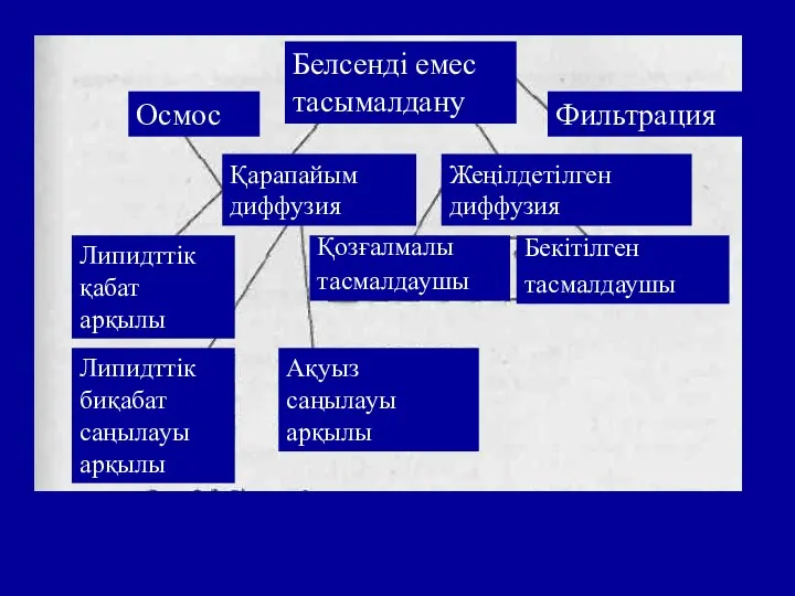 Белсенді емес тасымалдану Фильтрация Осмос Қарапайым диффузия Жеңілдетілген диффузия Липидттік қабат