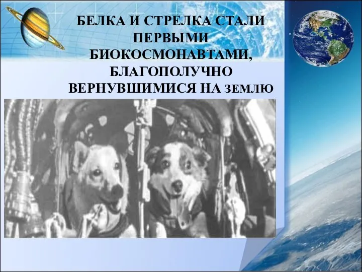 БЕЛКА И СТРЕЛКА СТАЛИ ПЕРВЫМИ БИОКОСМОНАВТАМИ, БЛАГОПОЛУЧНО ВЕРНУВШИМИСЯ НА ЗЕМЛЮ