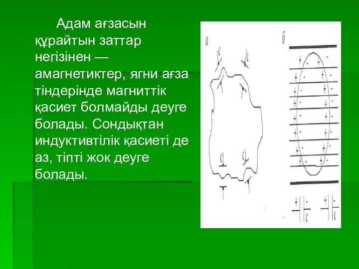 Адам ағзасын құрайтын заттар негізінен — амагнетиктер, ягни ағза тіндерінде магниттік