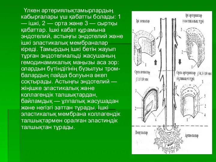 Үлкен артериялықтамырлардың кабырғалары үш қабатты болады: 1 — ішкі, 2 —