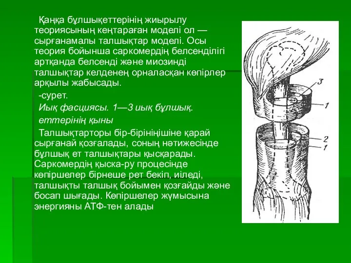 Қаңқа бұлшықеттерінің жиырылу теориясының кеңтараған моделі ол — сырғанамалы талшықтар моделі.