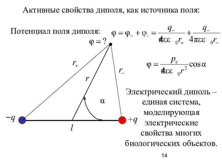 Электрический диполь – единая система, моделирующая электрические свойства многих биологических объектов.