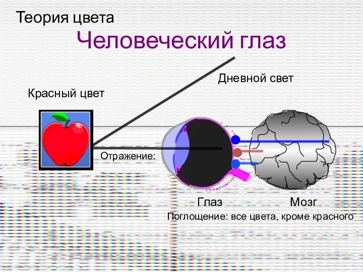 Теория цвета Мозг Глаз Красный цвет Отражение: Дневной свет Поглощение: все цвета, кроме красного Человеческий глаз