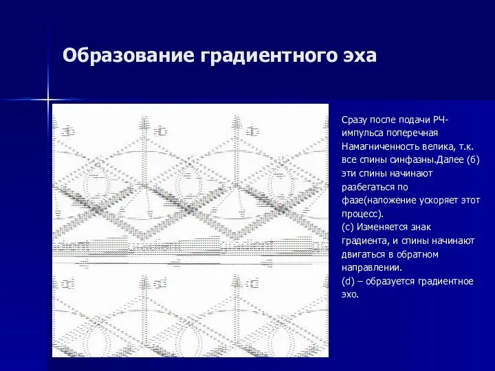 Образование градиентного эха Сразу после подачи РЧ- импульса поперечная Намагниченность велика,