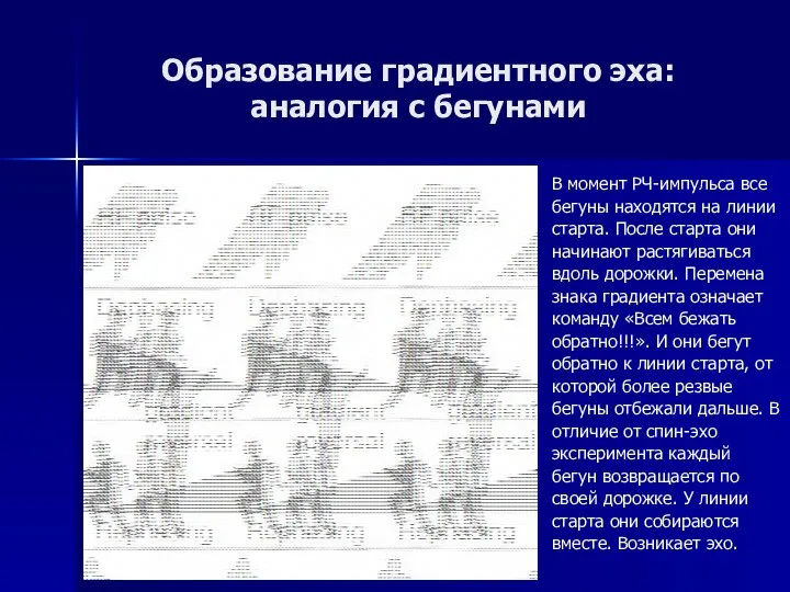 Образование градиентного эха: аналогия с бегунами В момент РЧ-импульса все бегуны