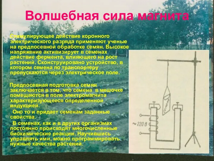 Волшебная сила магнита Стимулирующее действие коронного электрического разряда применяют ученые на