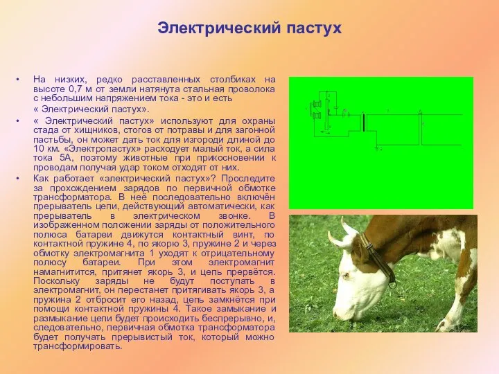 Электрический пастух На низких, редко расставленных столбиках на высоте 0,7 м