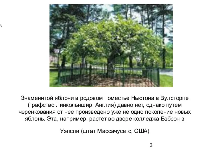 Знаменитой яблони в родовом поместье Ньютона в Вулсторпе (графство Линкольншир, Англия)