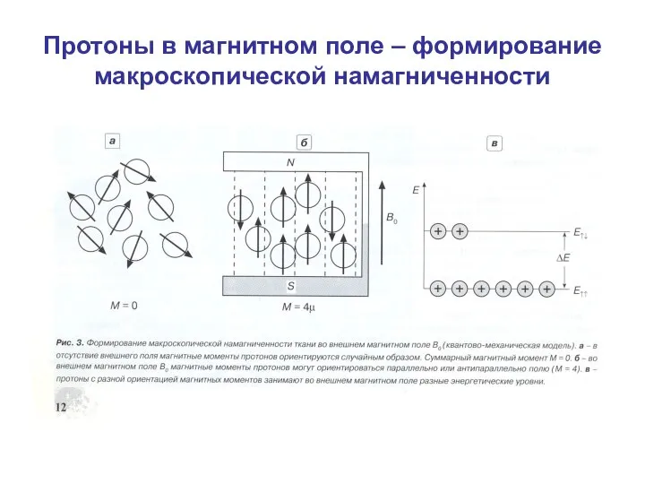 Протоны в магнитном поле – формирование макроскопической намагниченности