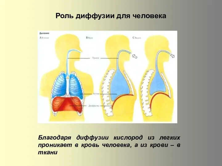 Роль диффузии для человека Благодаря диффузии кислород из легких пpоникaeт в