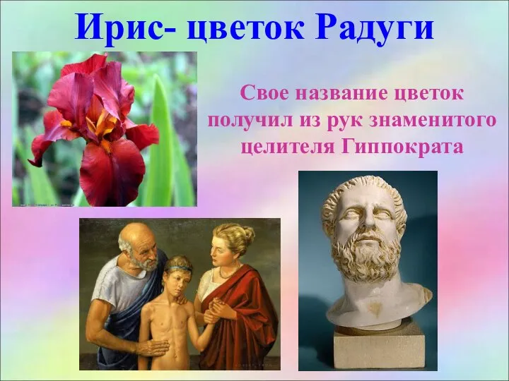 Ирис- цветок Радуги Свое название цветок получил из рук знаменитого целителя Гиппократа