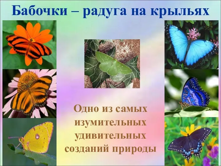 Бабочки – радуга на крыльях Одно из самых изумительных удивительных созданий природы