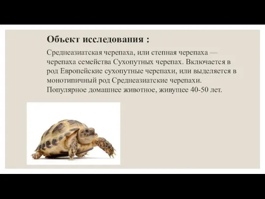 Объект исследования : Среднеазиатская черепаха, или степная черепаха — черепаха семейства