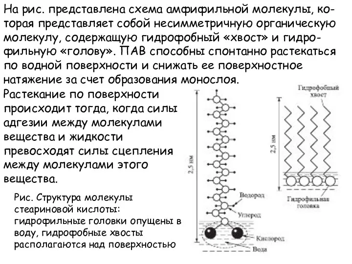 Рис. Структура молекулы стеариновой кислоты: гидрофильные головки опущены в воду, гидрофобные