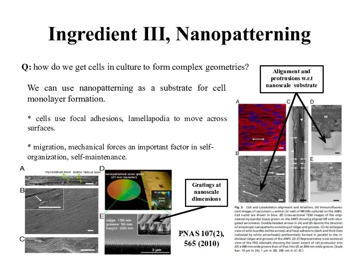 Ingredient III, Nanopatterning Q: how do we get cells in culture