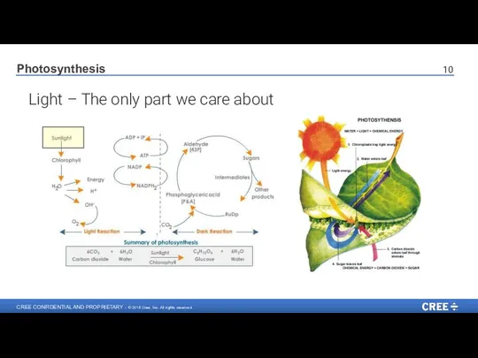 Light – The only part we care about Photosynthesis