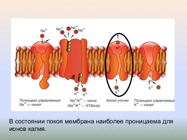 В состоянии покоя мембрана наиболее проницаема для ионов калия.