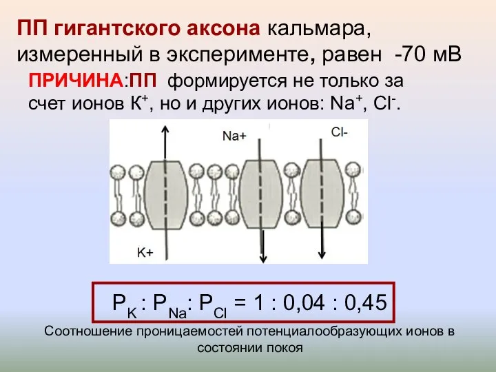 ПРИЧИНА:ПП формируется не только за счет ионов К+, но и других