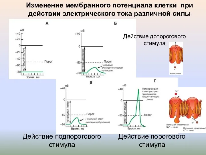 Изменение мембранного потенциала клетки при действии электрического тока различной силы Действие