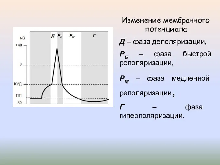 Изменение мембранного потенциала Д – фаза деполяризации, РБ – фаза быстрой