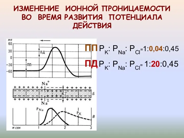 ИЗМЕНЕНИЕ ИОННОЙ ПРОНИЦАЕМОСТИ ВО ВРЕМЯ РАЗВИТИЯ ПОТЕНЦИАЛА ДЕЙСТВИЯ ПП PK: PNa: