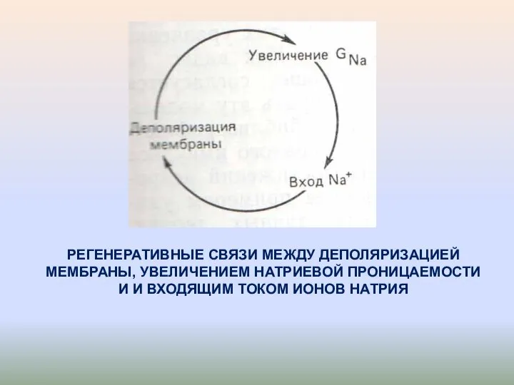 РЕГЕНЕРАТИВНЫЕ СВЯЗИ МЕЖДУ ДЕПОЛЯРИЗАЦИЕЙ МЕМБРАНЫ, УВЕЛИЧЕНИЕМ НАТРИЕВОЙ ПРОНИЦАЕМОСТИ И И ВХОДЯЩИМ ТОКОМ ИОНОВ НАТРИЯ